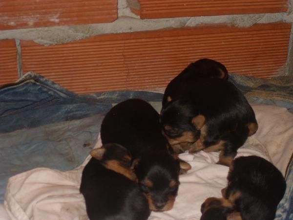 SE VENDE CACHORROS MINI DE YORKSHIRE