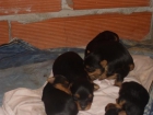 SE VENDE CACHORROS MINI DE YORKSHIRE - mejor precio | unprecio.es