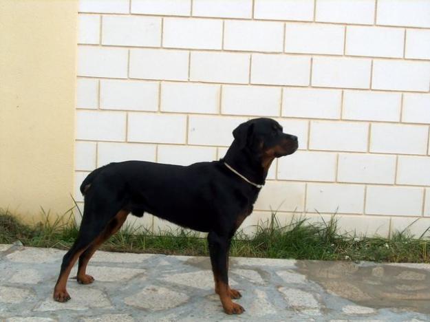 Vedo Cachorros de Rottweiler