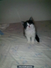 vendo gato persa - mejor precio | unprecio.es