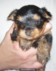 yorkshire terrier camada padre toy - mejor precio | unprecio.es