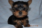 Yorkshire Terrier raza pequeña - mejor precio | unprecio.es