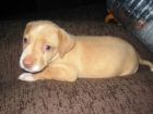 2 cachorros cruces de labrador, uno dorado otra negra - mejor precio | unprecio.es