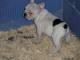 6 preciosos bulldog frances negros 135