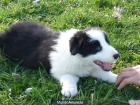 Border Collie ISDS - mejor precio | unprecio.es