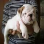 Bulldog ingles hembra de 2 años 100 - mejor precio | unprecio.es
