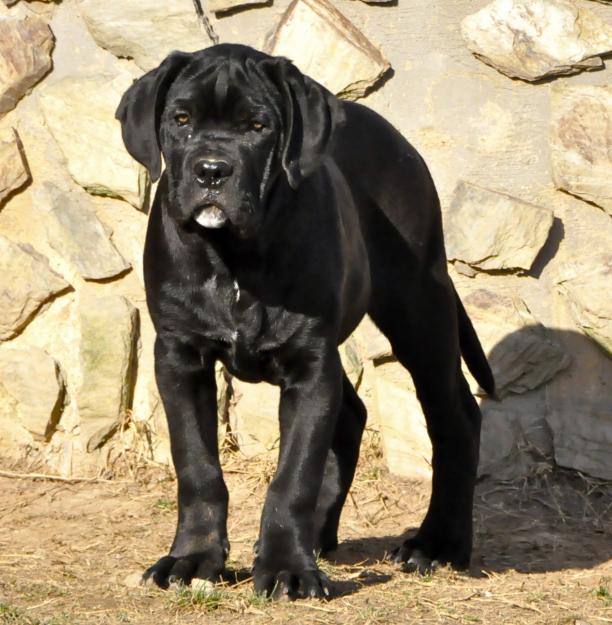 CACHORROS DE CANE CORSO