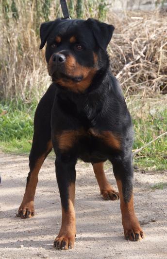 Cachorros de Rottweiler.disponibles.