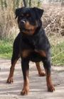 Cachorros de Rottweiler.disponibles. - mejor precio | unprecio.es