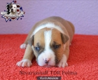 Camada de American Staffordshire Terrier - mejor precio | unprecio.es