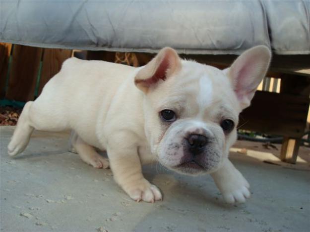 COMPRO BULLDOG FRANCES