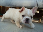 COMPRO BULLDOG FRANCES - mejor precio | unprecio.es