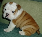 Espectaculares Cachorros de Bulldog Ingles 145 - mejor precio | unprecio.es