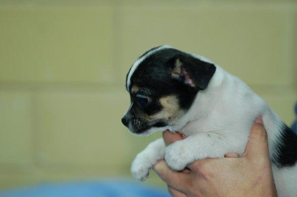 Preciosos cachorrritos de chihuahuas
