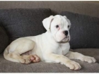 Se vende precioso cachorro BOXER blanco - mejor precio | unprecio.es