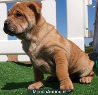 Shar-pei,arrugados y preciosos