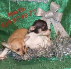 vendo camada de chihuahua  bartaos - mejor precio | unprecio.es