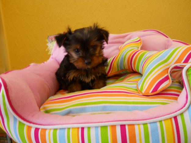 YORKSHIRE TOY PRECIOSO CON GARANTIAS!