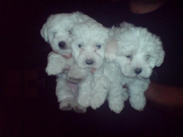 CACHORRITOS DE MALTES, 530 EUROS
