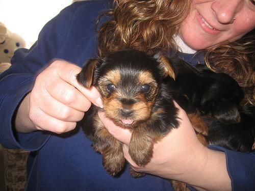 Cachorro Yorkshire Terrier 100