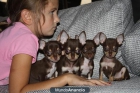 Cachorros de Chihuahua garantia veterinaira - mejor precio | unprecio.es