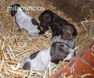 Cachorros de DRATAR. DEUTSCH DRAHTHAAR. CAMBIO X JAD Terrier