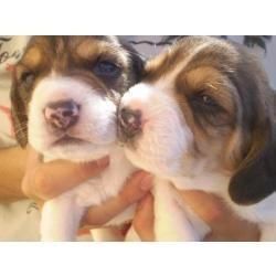 camada de beagle estan con la madre,son pequeñitos, hay para elegir machos y hembras,se pueden ver