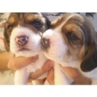 camada de beagle estan con la madre,son pequeñitos, hay para elegir machos y hembras,se pueden ver - mejor precio | unprecio.es