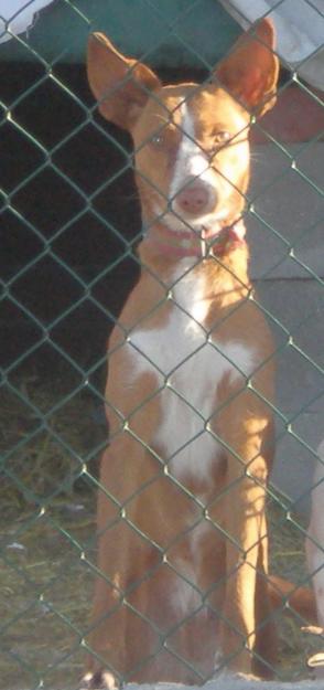 dowin abandonado