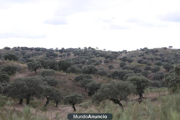 FINCA GANADERA 500 HAS VALENCIA DE ALCANTARA (CACERES)