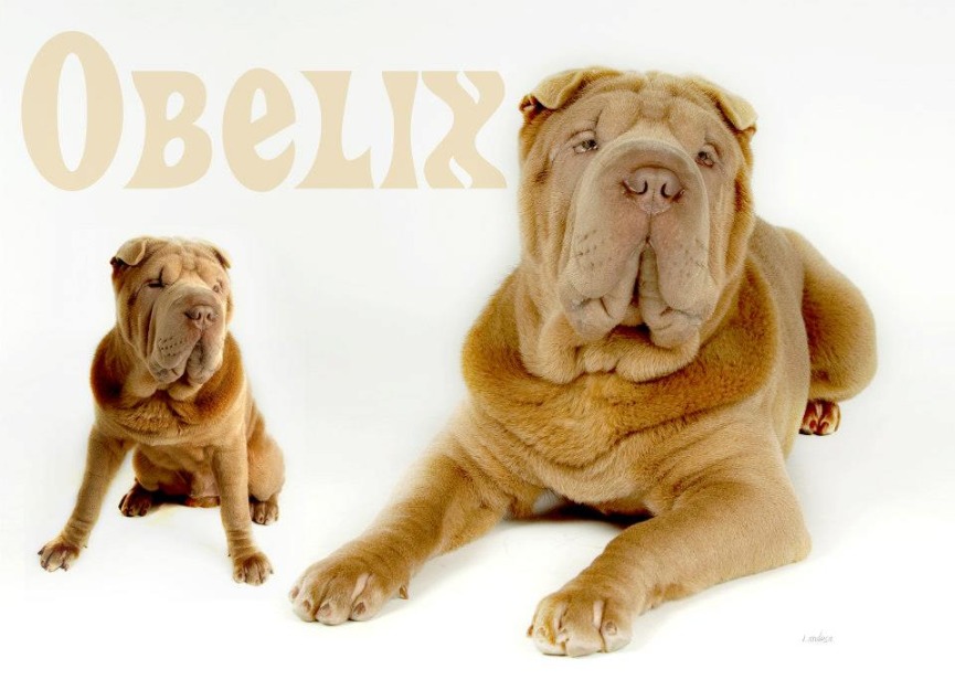 Shar pei macho para monta