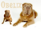 Shar pei macho para monta - mejor precio | unprecio.es