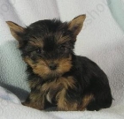 YORKSHIRE TERRIER - mejor precio | unprecio.es