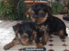 Yorkshire terrier - mejor precio | unprecio.es