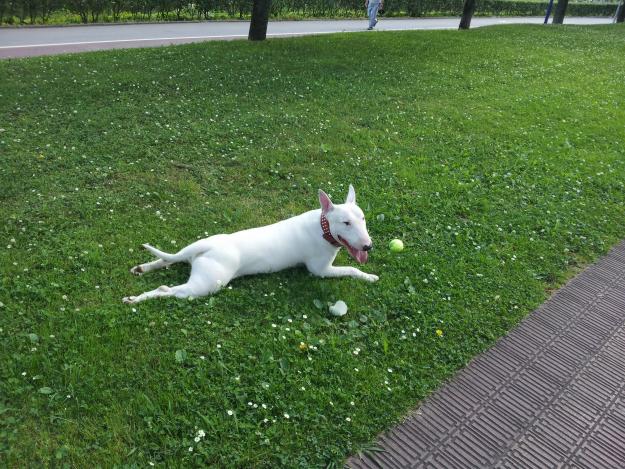 bull terrier para monta