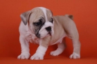 Bulldog ingles a la venta - mejor precio | unprecio.es