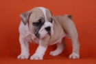 Bulldog ingles a la venta - mejor precio | unprecio.es