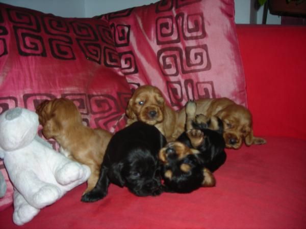 cachorritos de coker spaniel