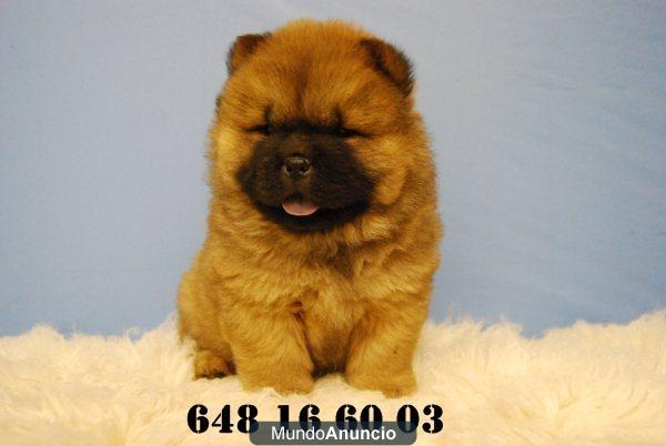 Chow Chow . 4 cachorritos de primera calidad,con mucho pelo