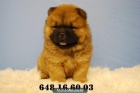 Chow Chow . 4 cachorritos de primera calidad,con mucho pelo - mejor precio | unprecio.es