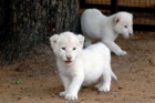 Dos cachorros de león en Inglaterra subió - mejor precio | unprecio.es