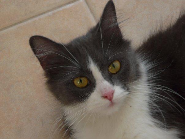 ENCONTRADA GATITA PERSA BLANCA Y GRIS DE ALREDEDOR DE UN AÑO O POCO MÁS