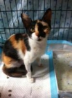 Leila busca adopcion. madrid y alrededores - mejor precio | unprecio.es