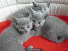 Magnifica camada de gatos Azul Ruso - mejor precio | unprecio.es