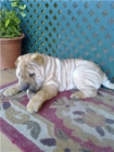 shar-pei hembra - mejor precio | unprecio.es