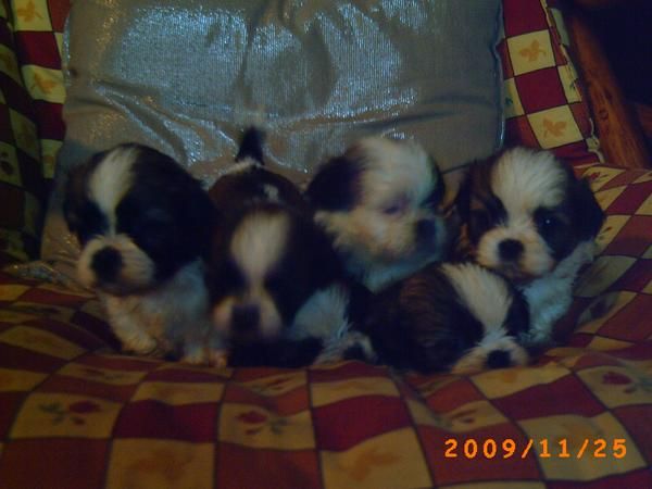 SHI-TZU PARA NAVIDAD