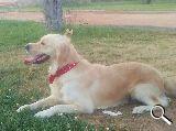 vendo preciosa golden