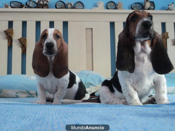 BASSET HOUND TRICOLOR