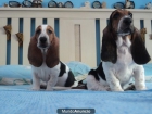 BASSET HOUND TRICOLOR - mejor precio | unprecio.es