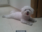 busco novia bichon maltes - mejor precio | unprecio.es